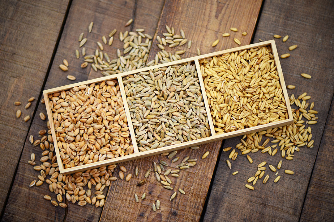 Three compartments of a wooden bowl hold different cereal varieties and grains on a wooden table; scattered grains lie around.